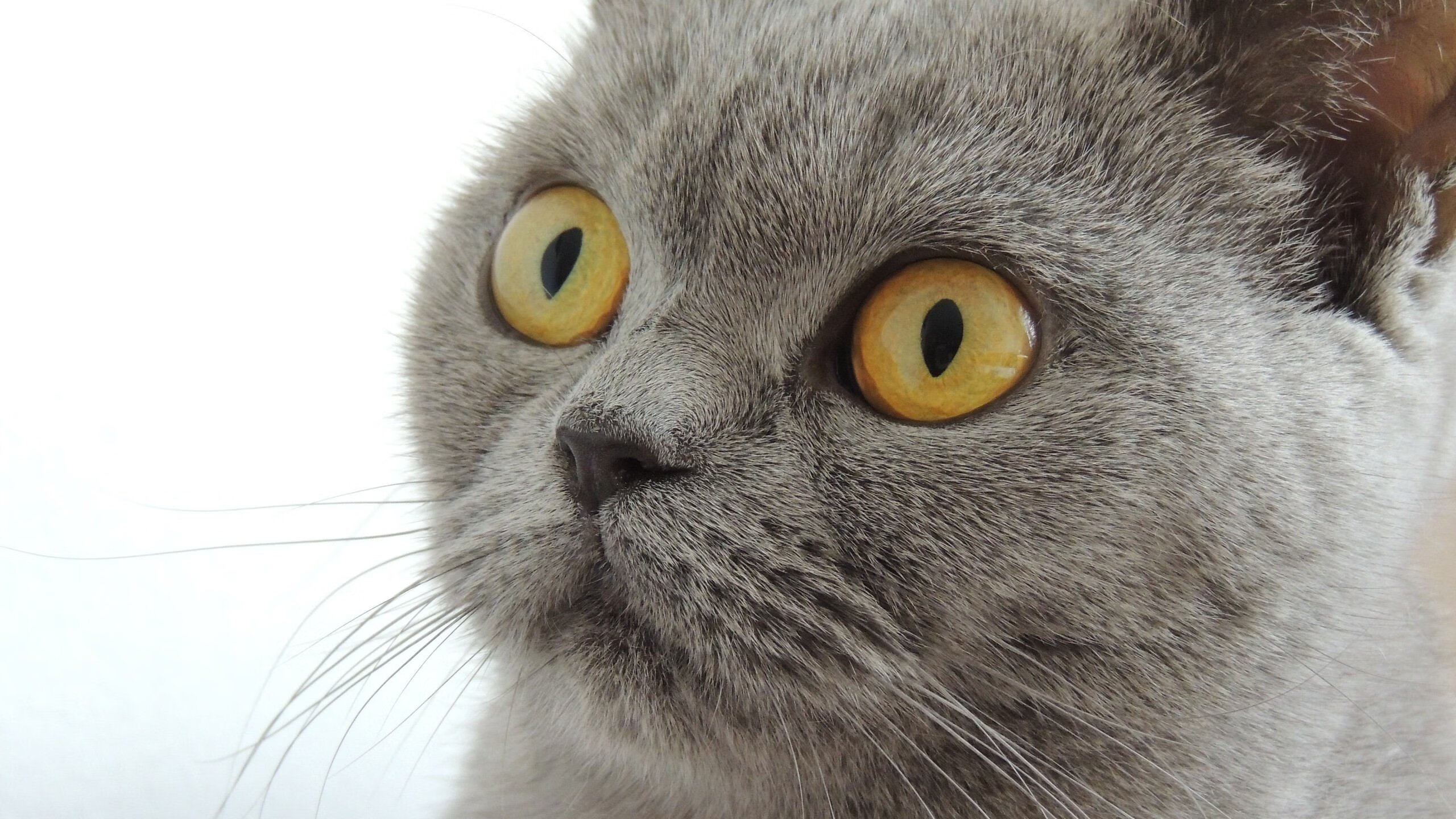 《守望先锋全球巡回赛，冠军悬念逐渐揭晓》，守望先锋巡演