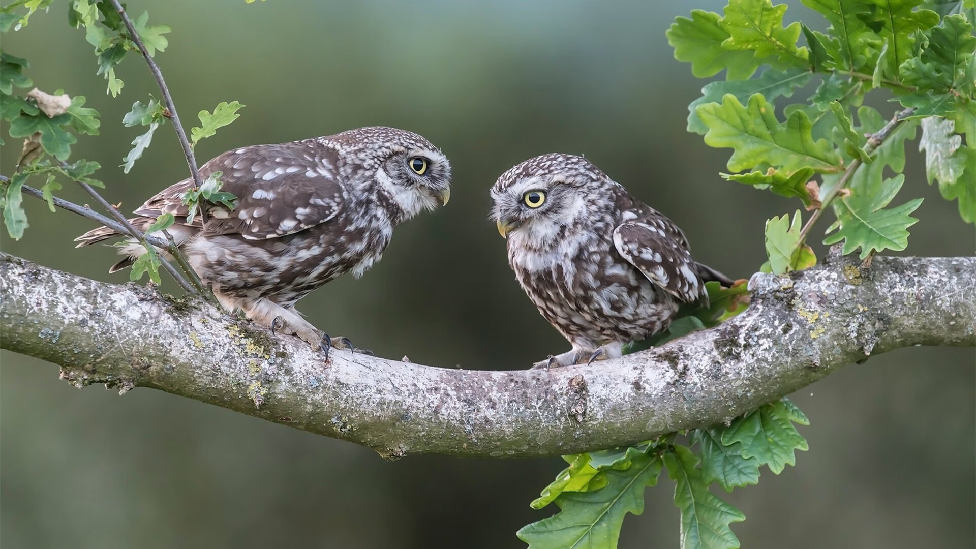 开云 官网 入口-史诗级“欧冠决战”：悬念与激情同在，欧冠决赛爆冷